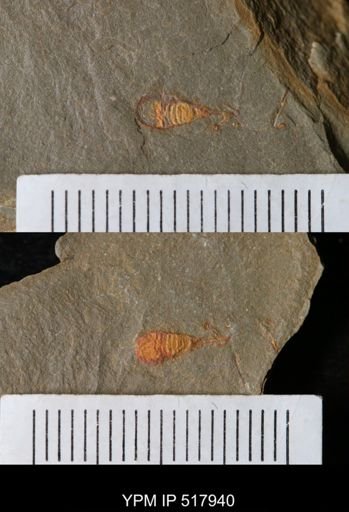 undet. Synziphosurina