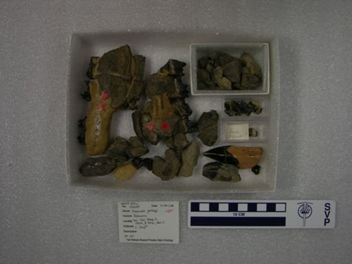 Titanoides gidleyi