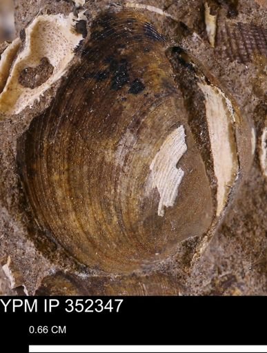 Limopsis striatopunctatus