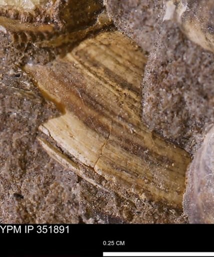Limopsis striatopunctatus