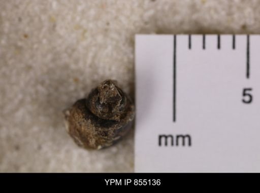 Euspira sp.