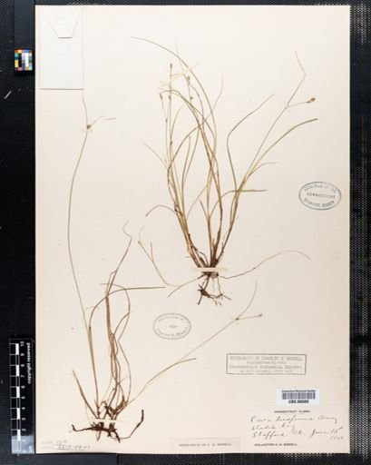 Carex trisperma