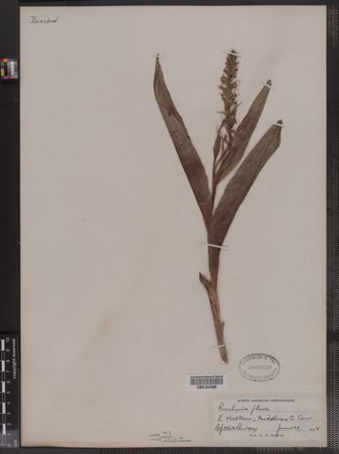 Plantae