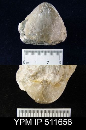 Pentamerus linguifer