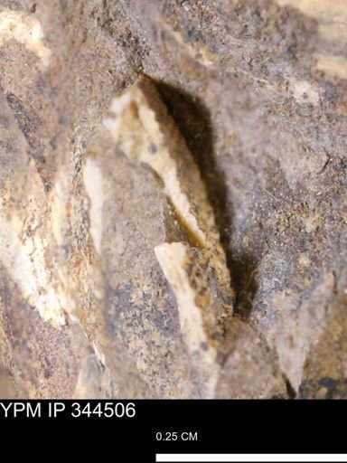 undet. Mollusca