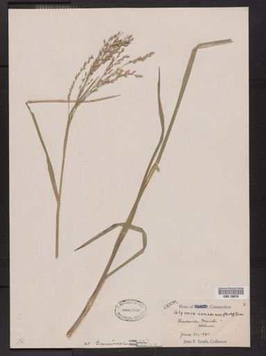 Glyceria canadensis