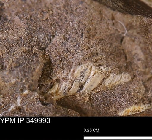 undet. Bivalvia