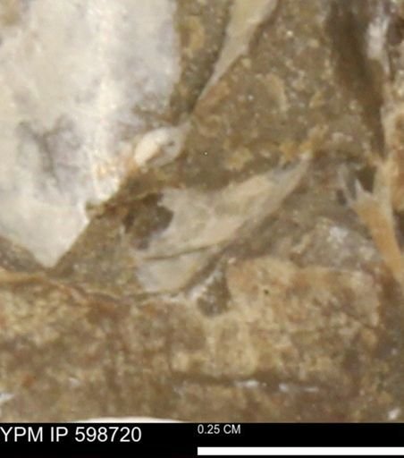 Mollusca