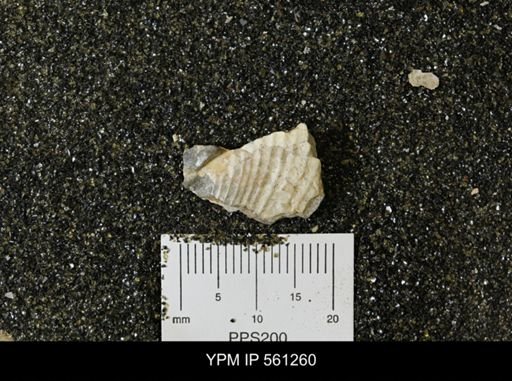 Inoceramus sp.