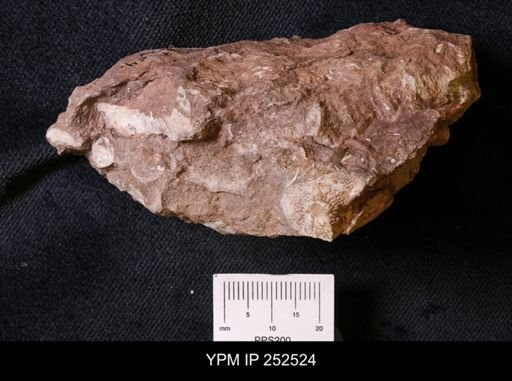 undet. Archaeocyathina