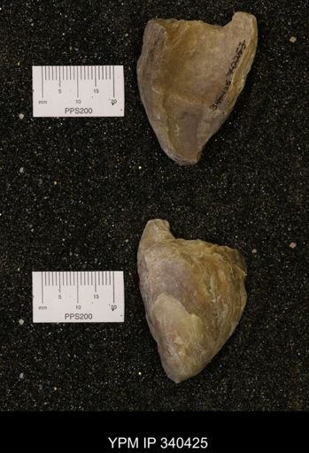 Ostrea glabra