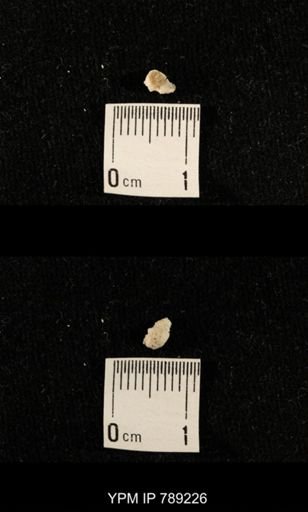 undet. Brachiopoda