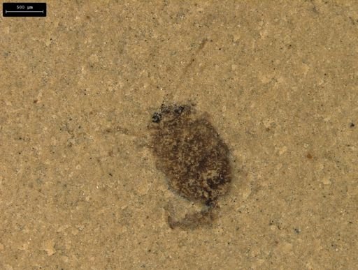 taxon undetermined