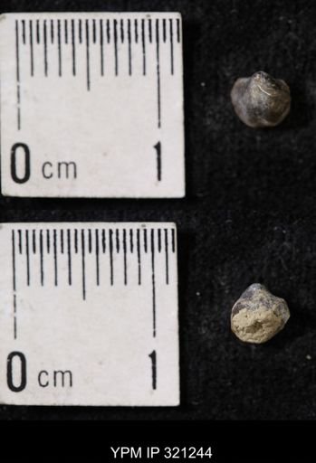 Ambocoelia sp.