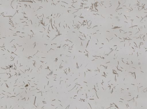 Plocamiancora igzo