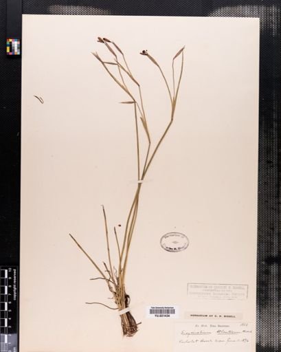 Sisyrinchium atlanticum