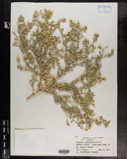 Plantae