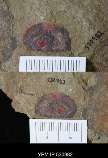 Porifera?