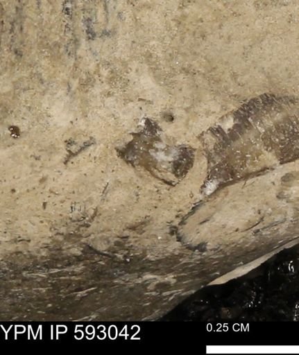Inoceramus cuneatus