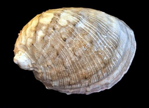 Gastropoda