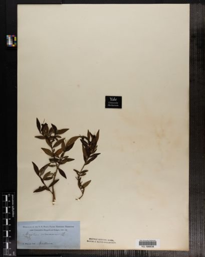 Plantae