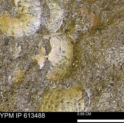 Scaphites sp.