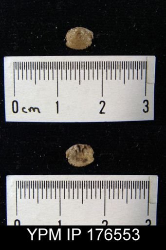 undet. Terebratulida
