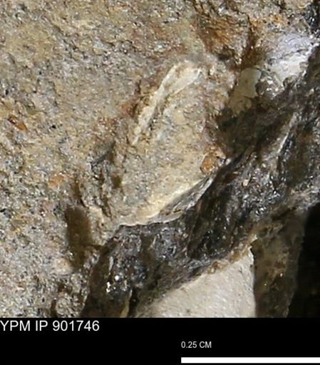 Inoceramus sp.