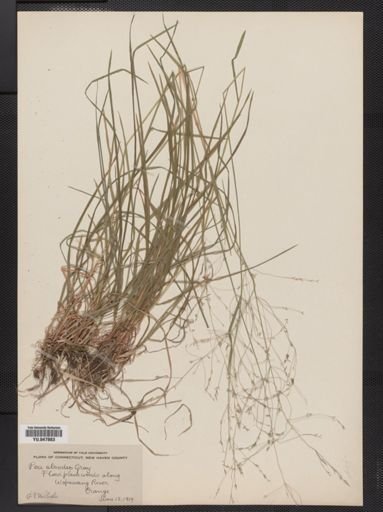Poa alsodes
