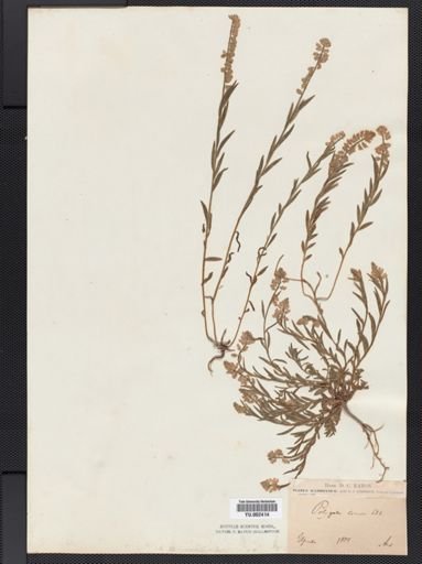 Polygala