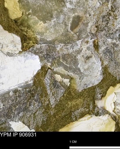 undet. Bivalvia