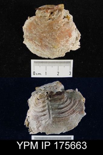 Leptodus sp.