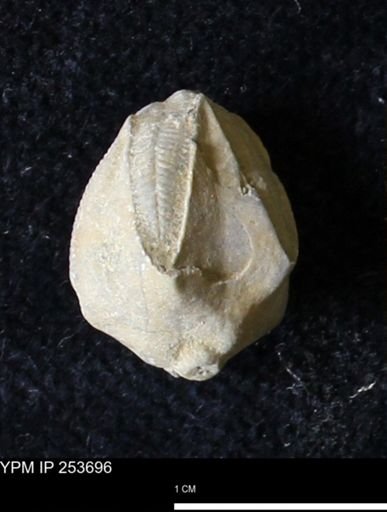 Pentremites sp.