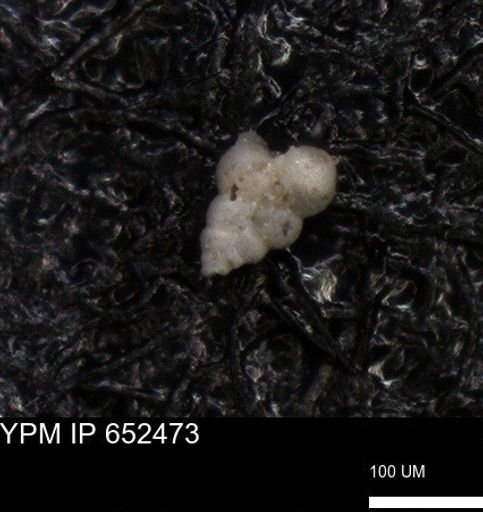 undet. Foraminiferida