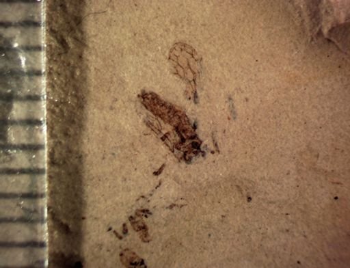 Raphidiidae?