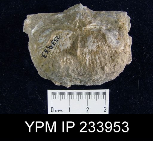 Dictyoclostus americanus