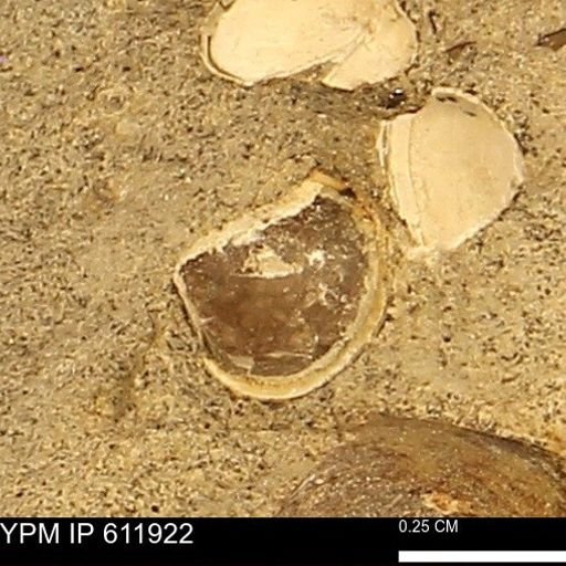 Protocardia subquadrata