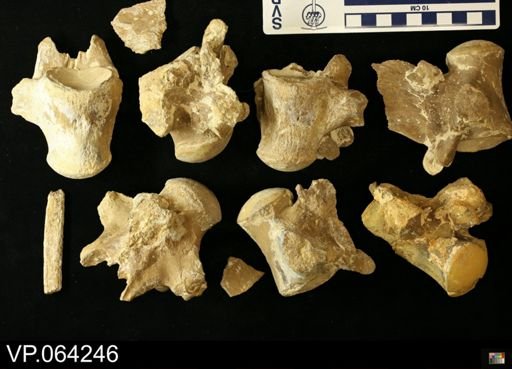 undet. Mosasauridae