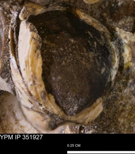 Limopsis striatopunctatus