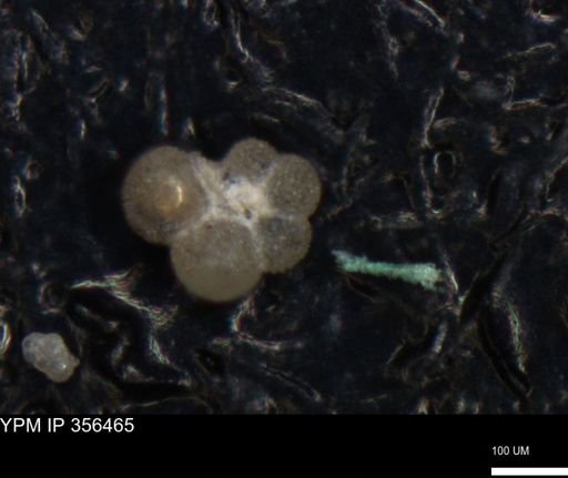 undet. Foraminiferida