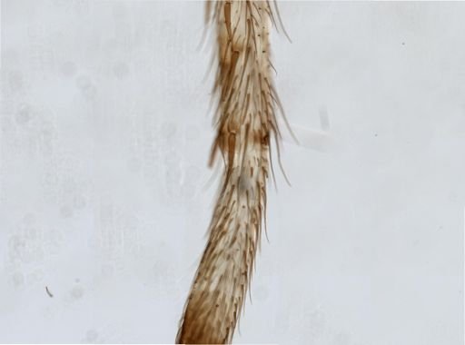 Araneus