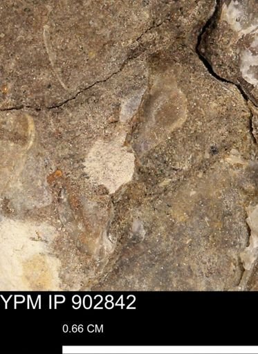 undet. Mollusca