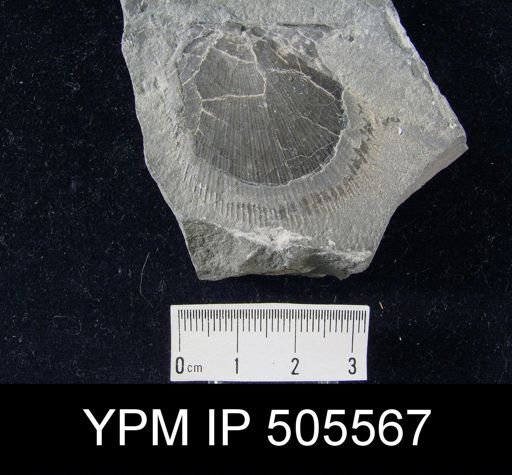 Aviculopecten princeps