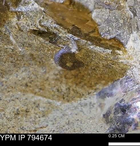 undet. Mollusca