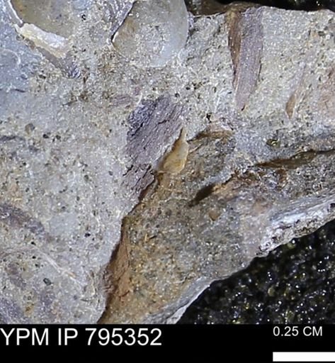 undet. Mollusca