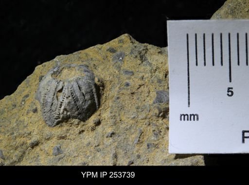 Pentremites sp.