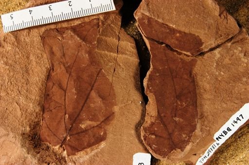 Exbucklandia oregonensis
