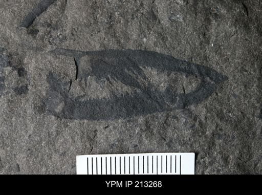 Pterygotus (Acutiramus) sp.