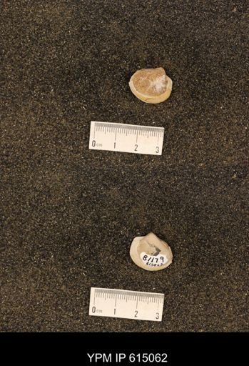 Cucullaea sp.