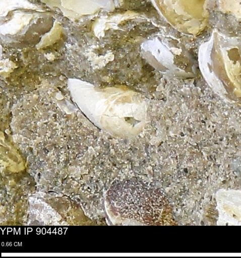 undet. Bivalvia